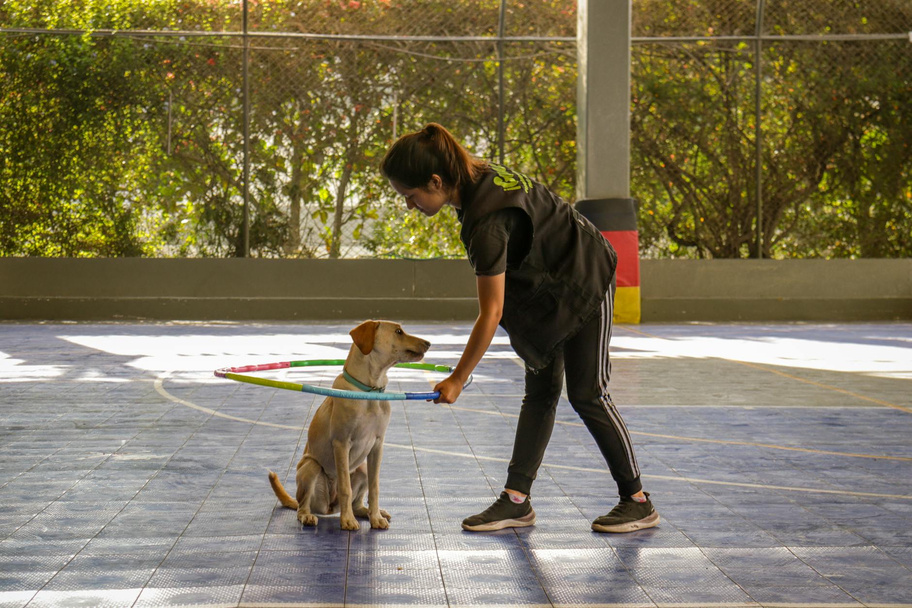 A woman teaches a Labrador dog to jump through a hula hoop in a sunny indoor setting.