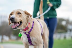 A cheerful Labrador enjoying a walk with its owner outdoors, showcasing companionship and leisure.