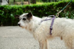 A white terrier mix dog with a purple harness on a leash standing outdoors on a pebbled path.
