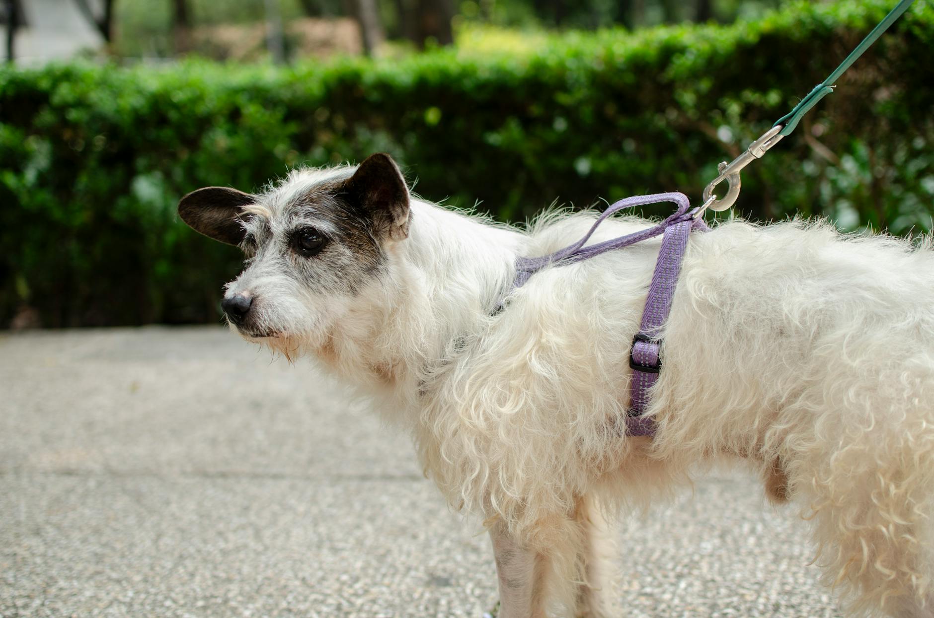 A white terrier mix dog with a purple harness on a leash standing outdoors on a pebbled path.
