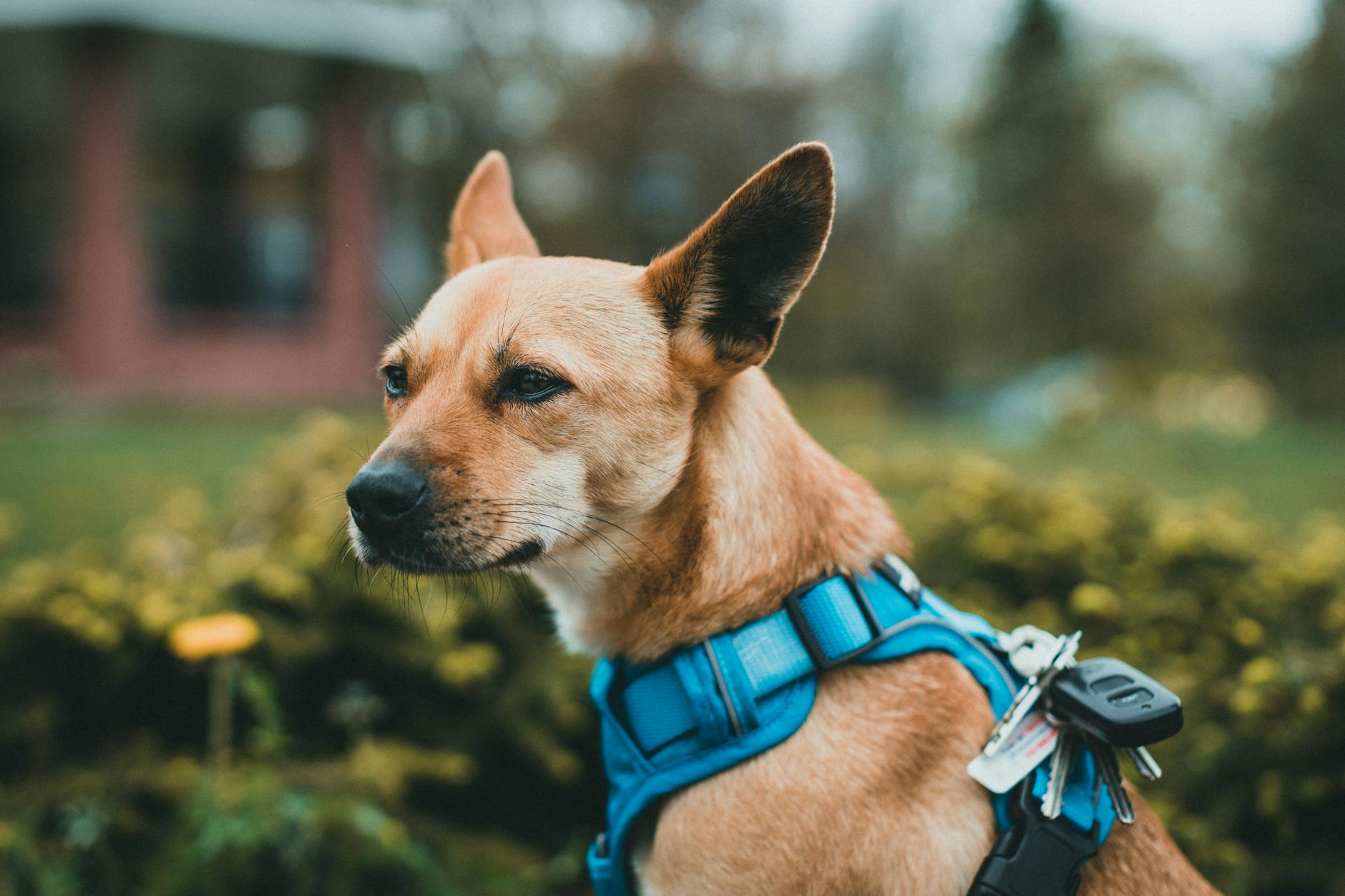 A close-up portrait of a dog wearing a blue harness, outdoors with a blurred background.