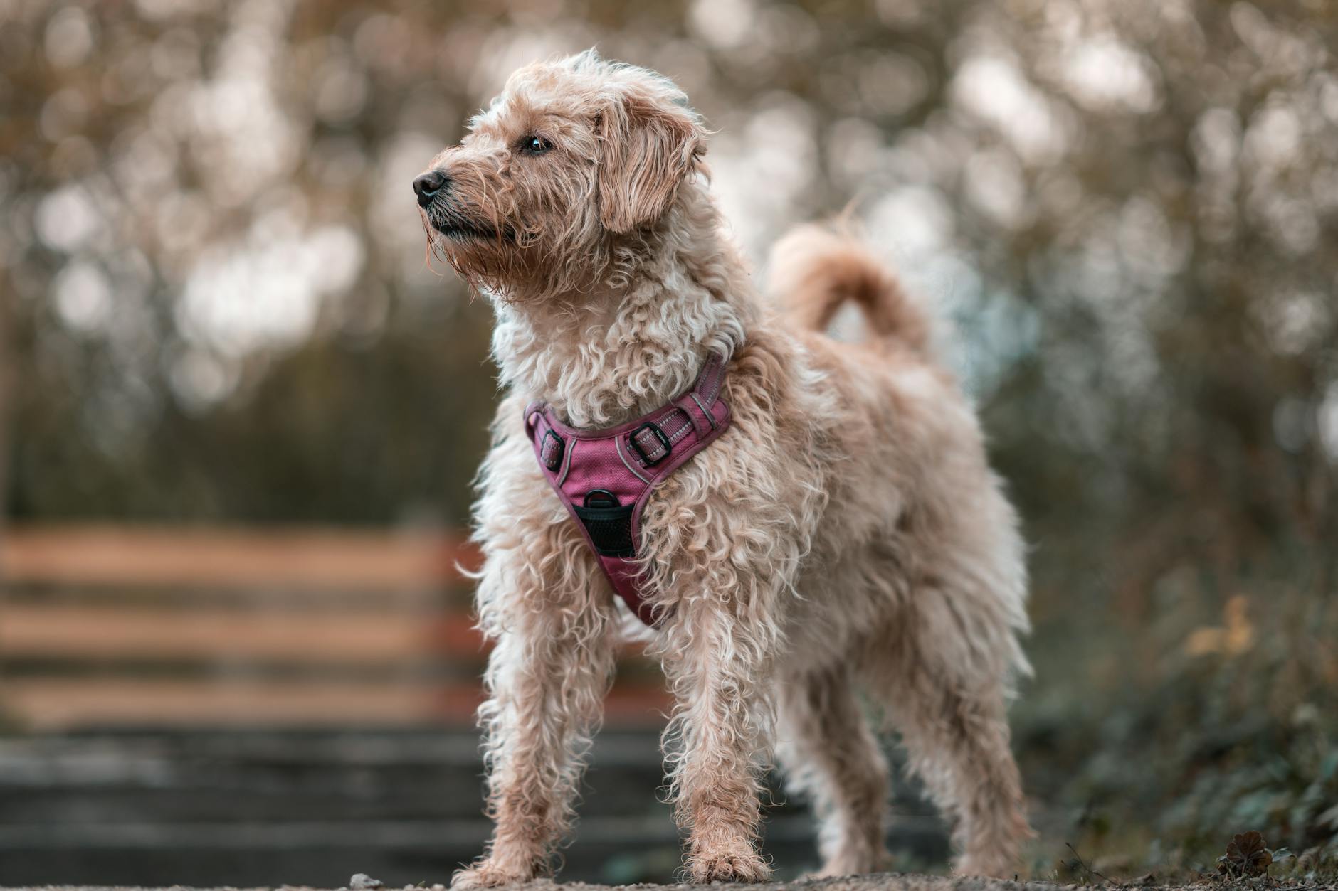 A fluffy dog wearing a pink harness stands alertly outdoors, ready for adventure.