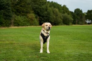 A Yellow Labrador Retriever stands on a lush green lawn outdoors.