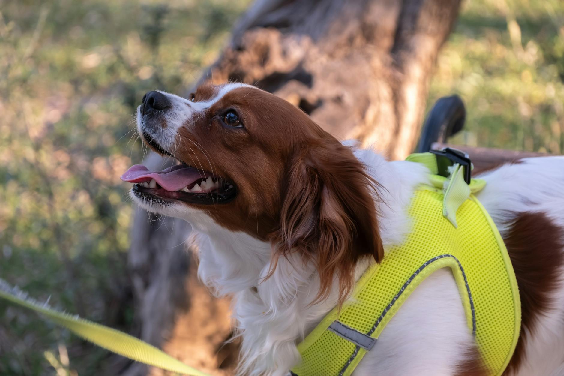 Close-up of a happy Kooikerhondje spaniel wearing a bright yellow harness in a natural setting.