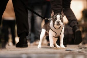 French Bulldog on a leash walking in an urban setting. City life and pet companionship.