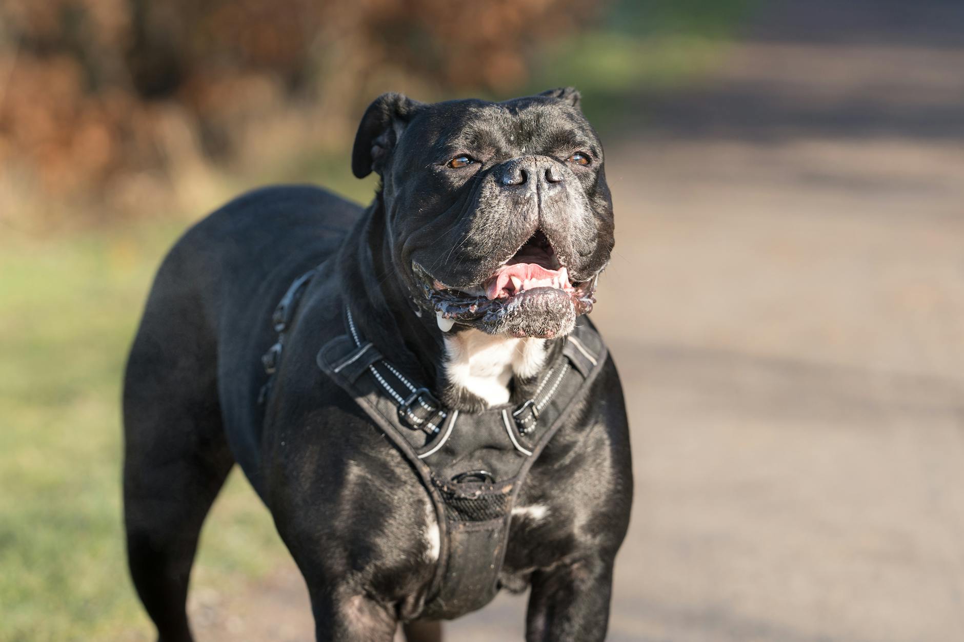 Happy black bulldog enjoying a sunny day outdoors on a walk.