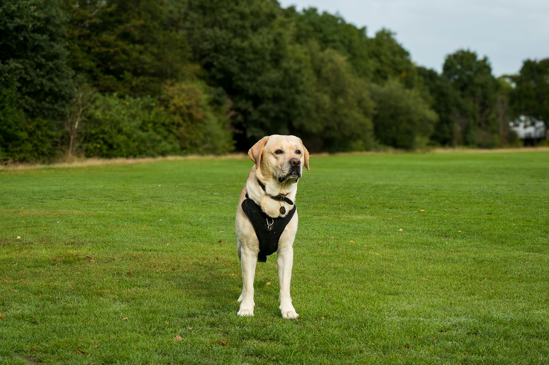 A Yellow Labrador Retriever stands on a lush green lawn outdoors.