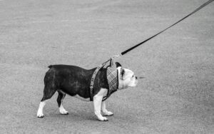 A bulldog pulling on a leash in a monochrome outdoor setting in Buenos Aires.