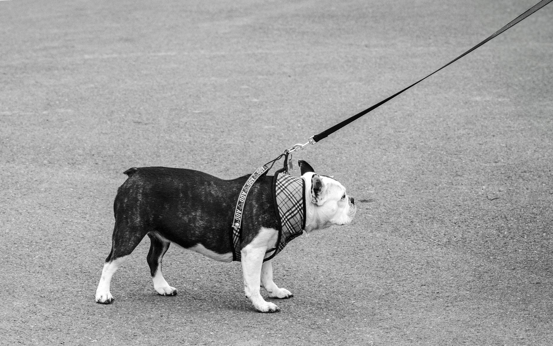 A bulldog pulling on a leash in a monochrome outdoor setting in Buenos Aires.