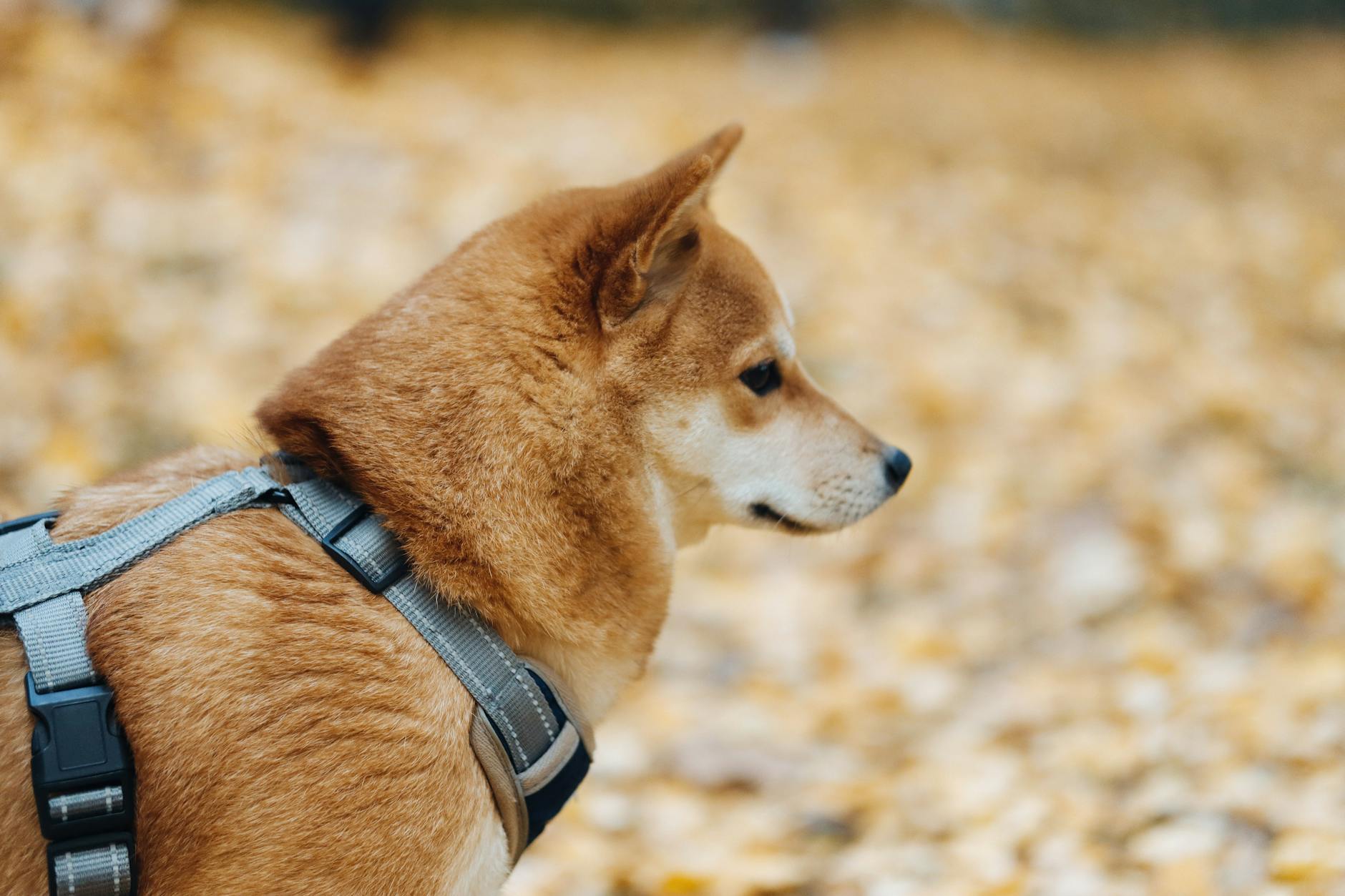 A Shiba Inu dog with a harness enjoys a walk outdoors with autumn leaves around.