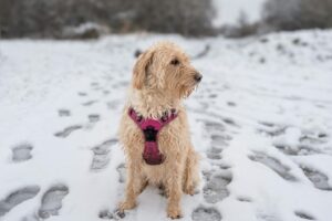 Labradoodle dog sitting on a snowy path, wearing a pink harness. Winter scenery.
