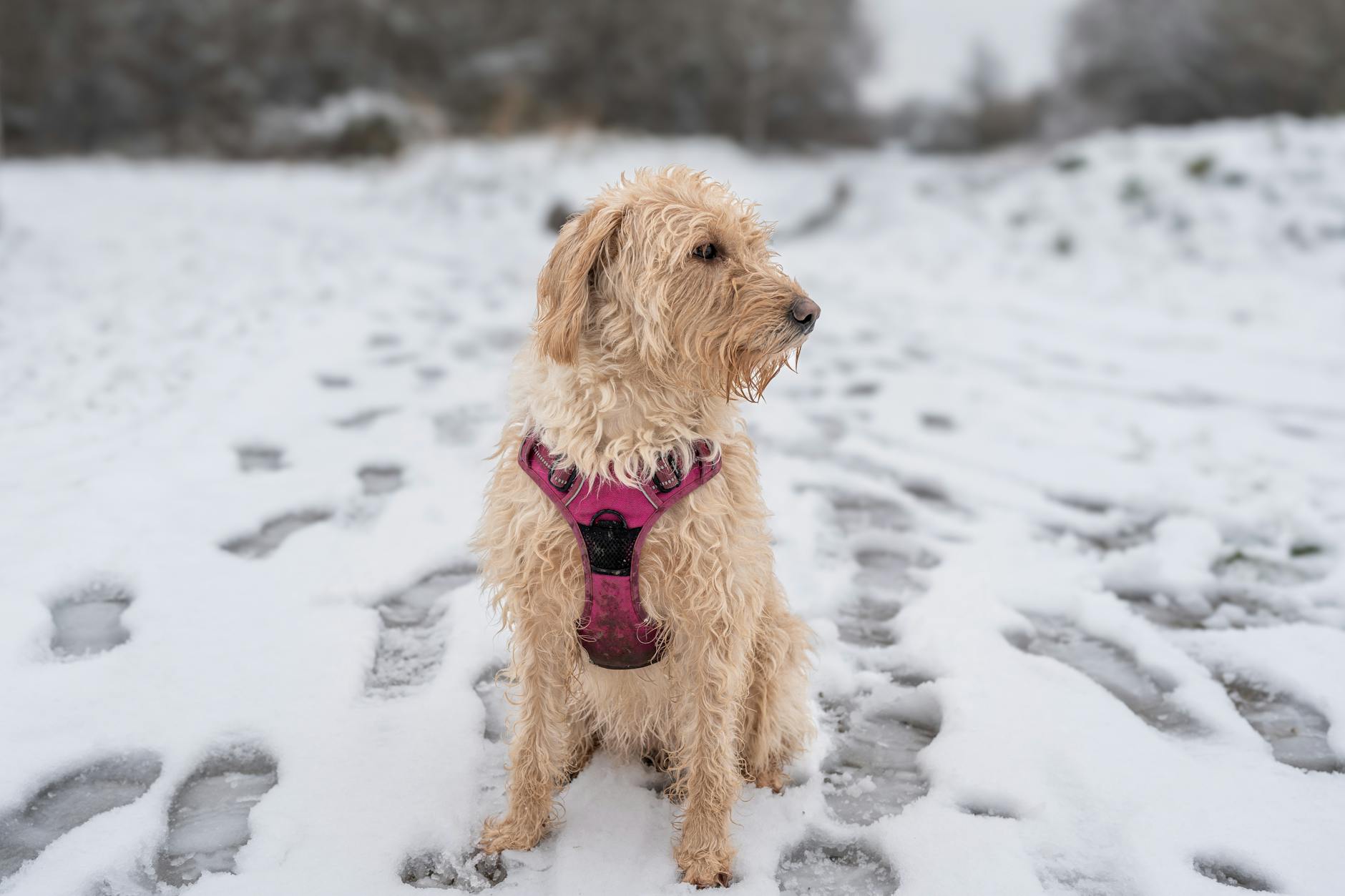 Labradoodle dog sitting on a snowy path, wearing a pink harness. Winter scenery.