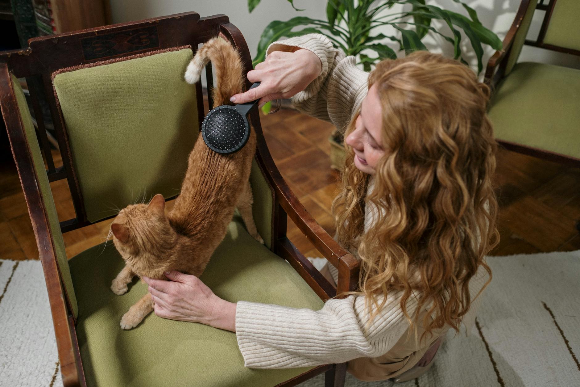 A woman brushing her ginger cat on a green armchair, creating a cozy domestic scene.
