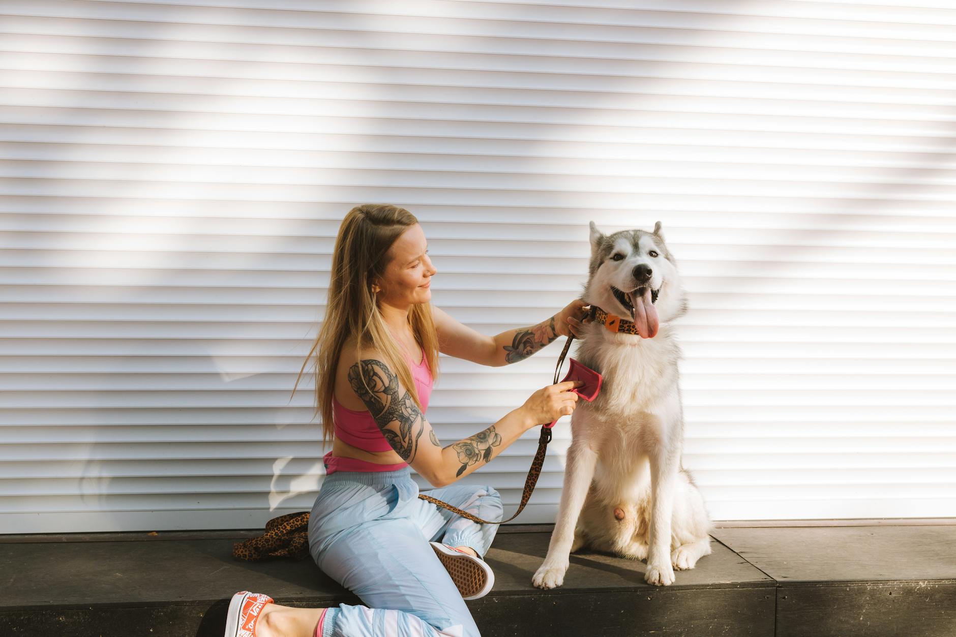 Young woman in pink top grooming her Siberian Husky dog outdoors.