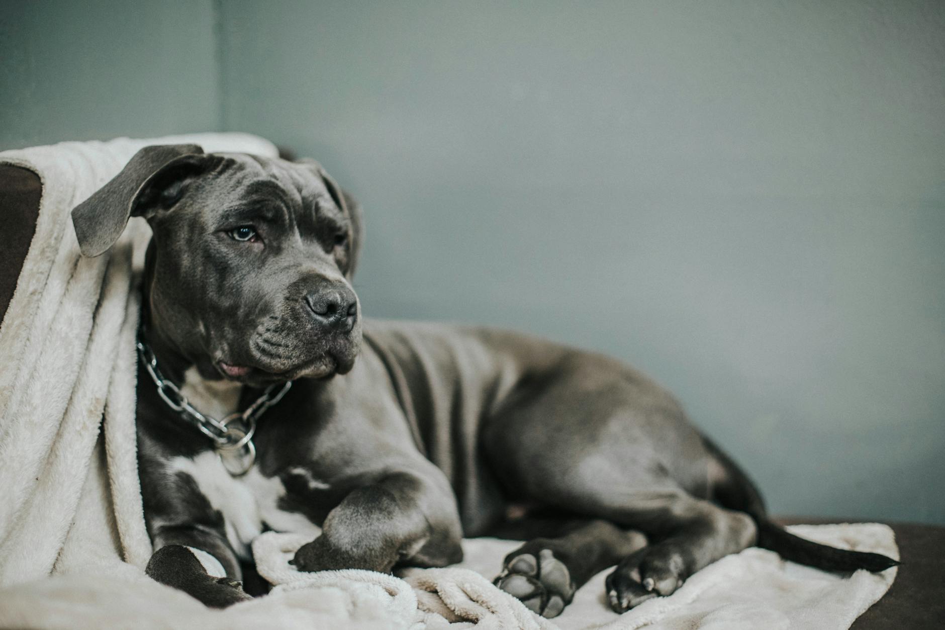 A relaxed pit bull lounging on a soft beige blanket, portraying calmness and warmth.