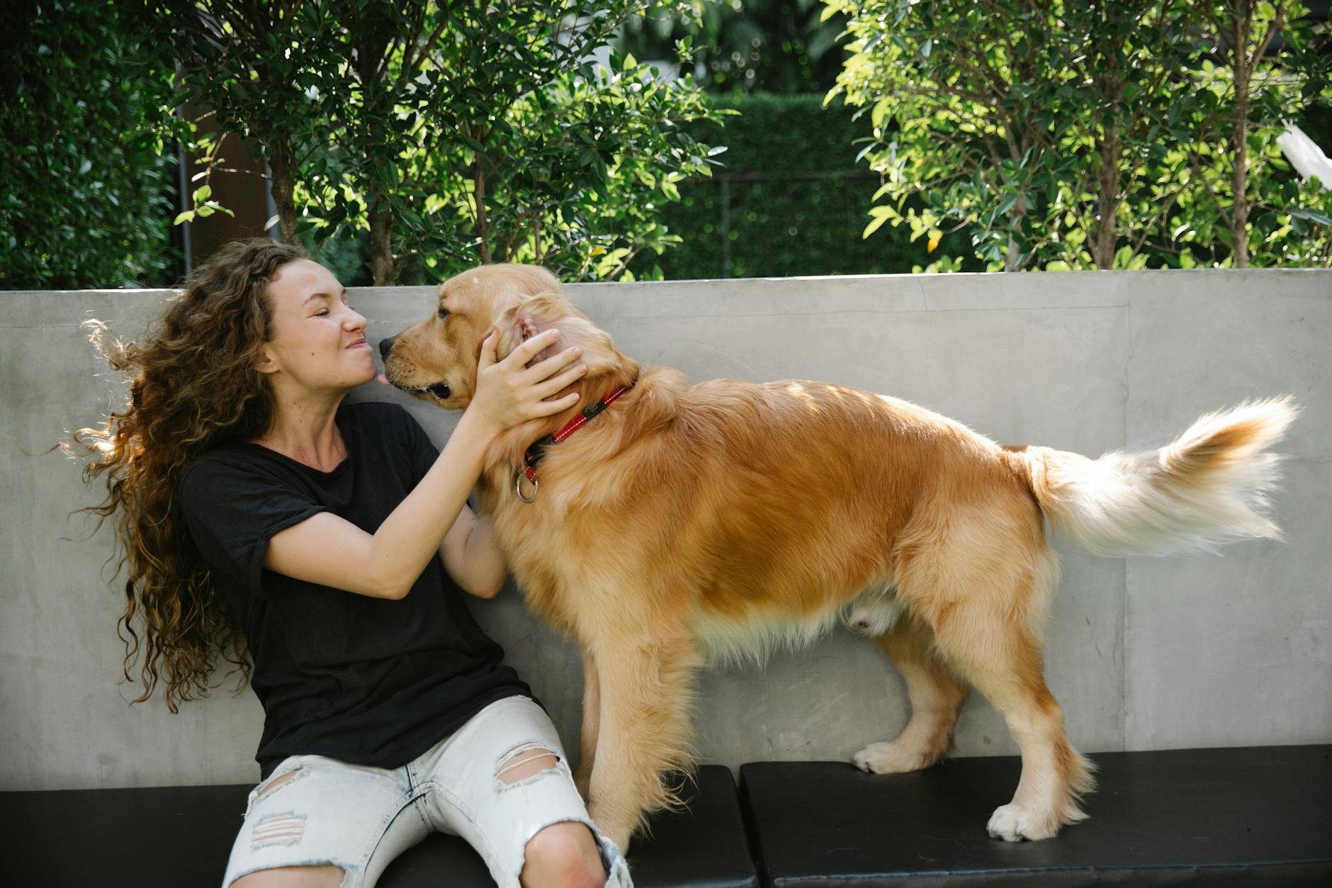 Positive adult lady in casual clothes petting fluffy Golden Retriever dog on bench near trees with green foliage and stone fence in sunny summer day