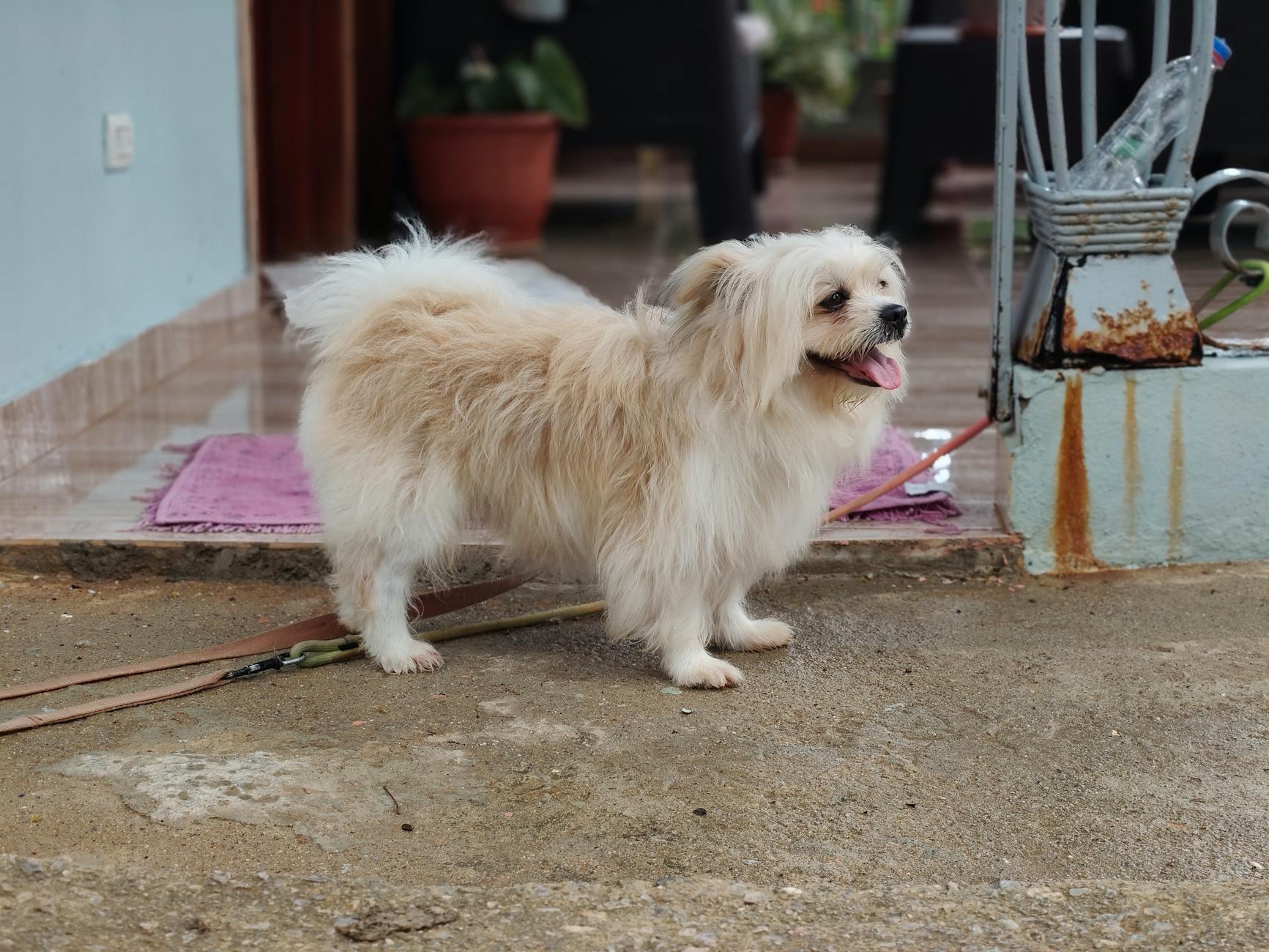 Adorable fluffy dog standing outdoors on a porch, looking happy and content.