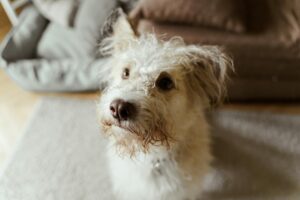 Charming portrait of a fluffy dog sitting indoors on a sunny day.