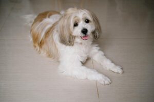 Cute Shih Tzu dog lying on the floor indoors, looking at the camera with a happy expression.