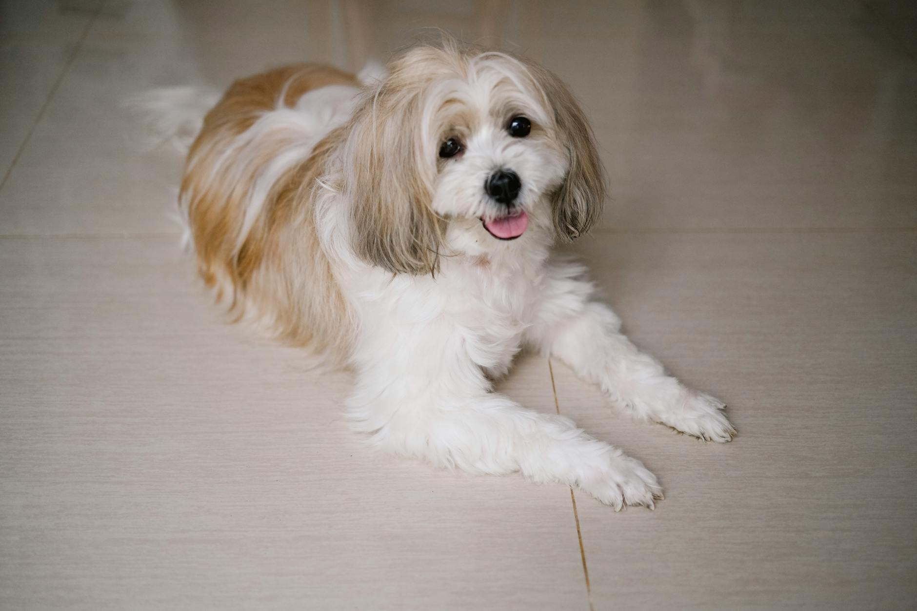 Cute Shih Tzu dog lying on the floor indoors, looking at the camera with a happy expression.