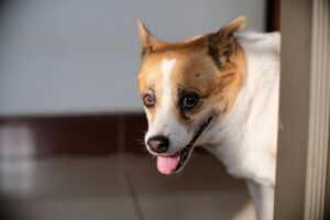 Close-up of a cute dog peeking indoors with its tongue out, showcasing pet curiosity.