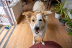 Adorable collie dog smiling and standing on a wooden floor indoors, surrounded by plants.