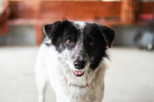 A cheerful black and white dog, indoors, with a friendly expression, perfect for pet-related content.