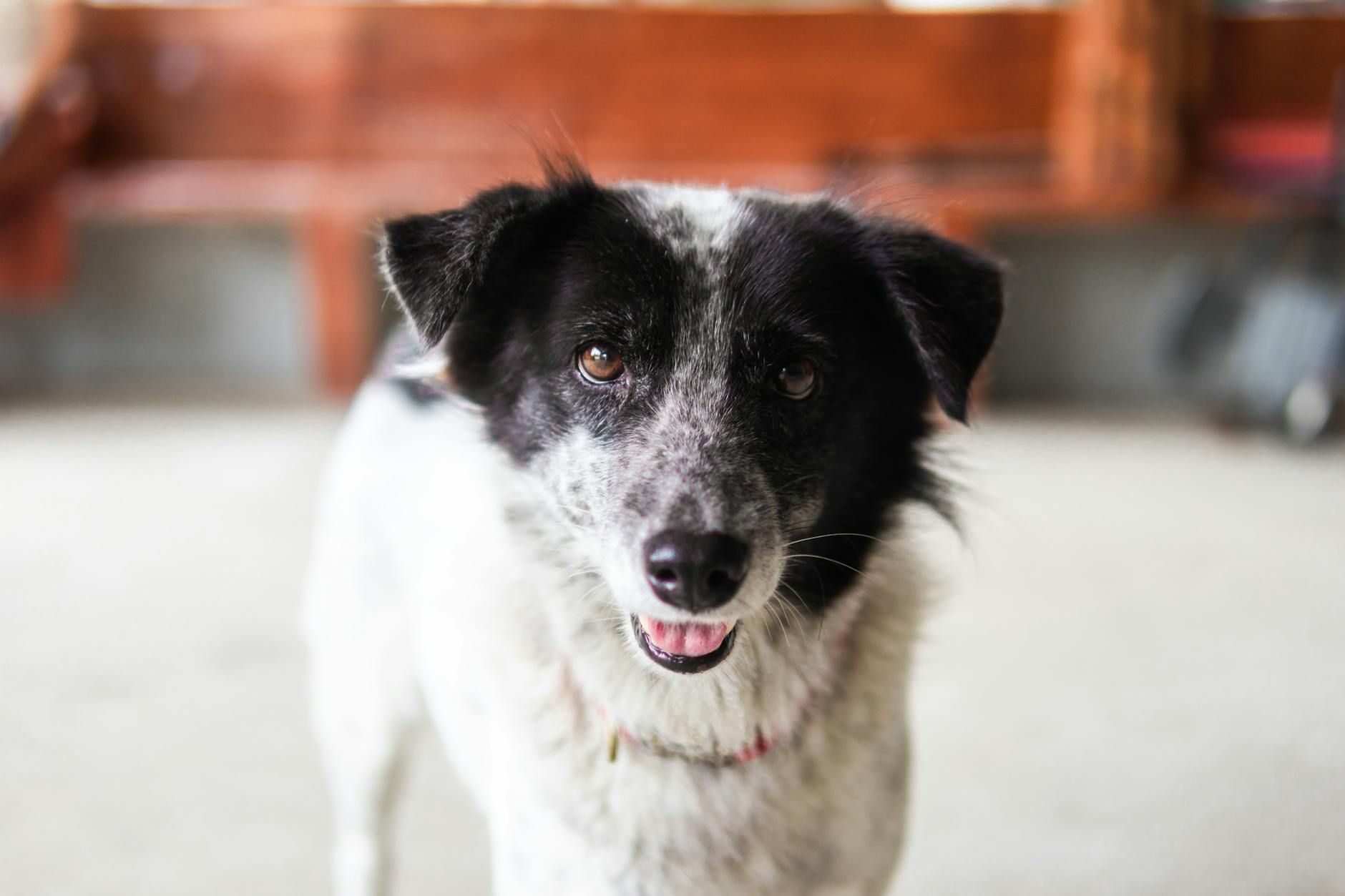 A cheerful black and white dog, indoors, with a friendly expression, perfect for pet-related content.
