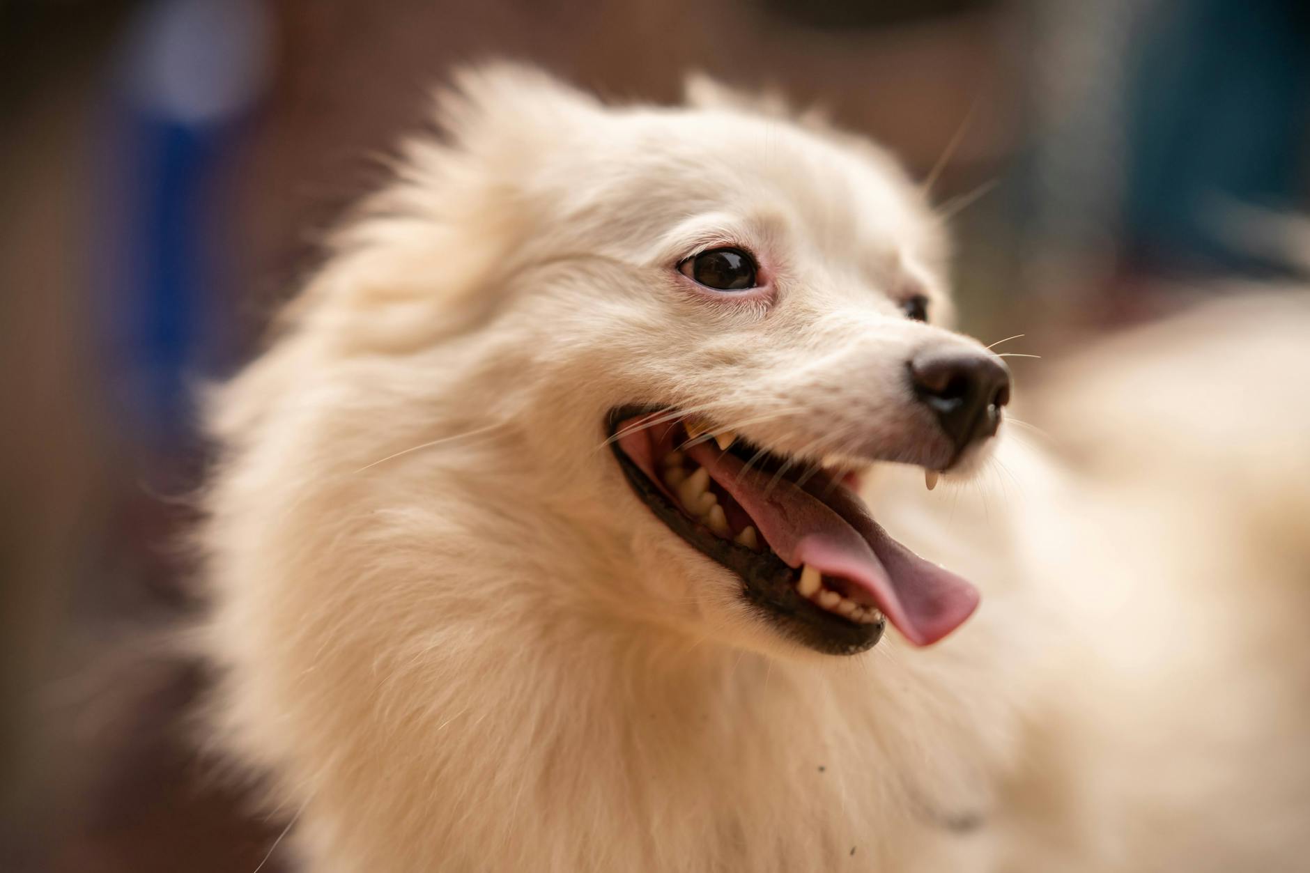 Adorable white puppy with fluffy fur and a happy expression, showcasing canine joy.