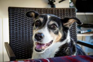 Close-up of a happy dog sitting in a woven chair, showcasing its joyful expression.