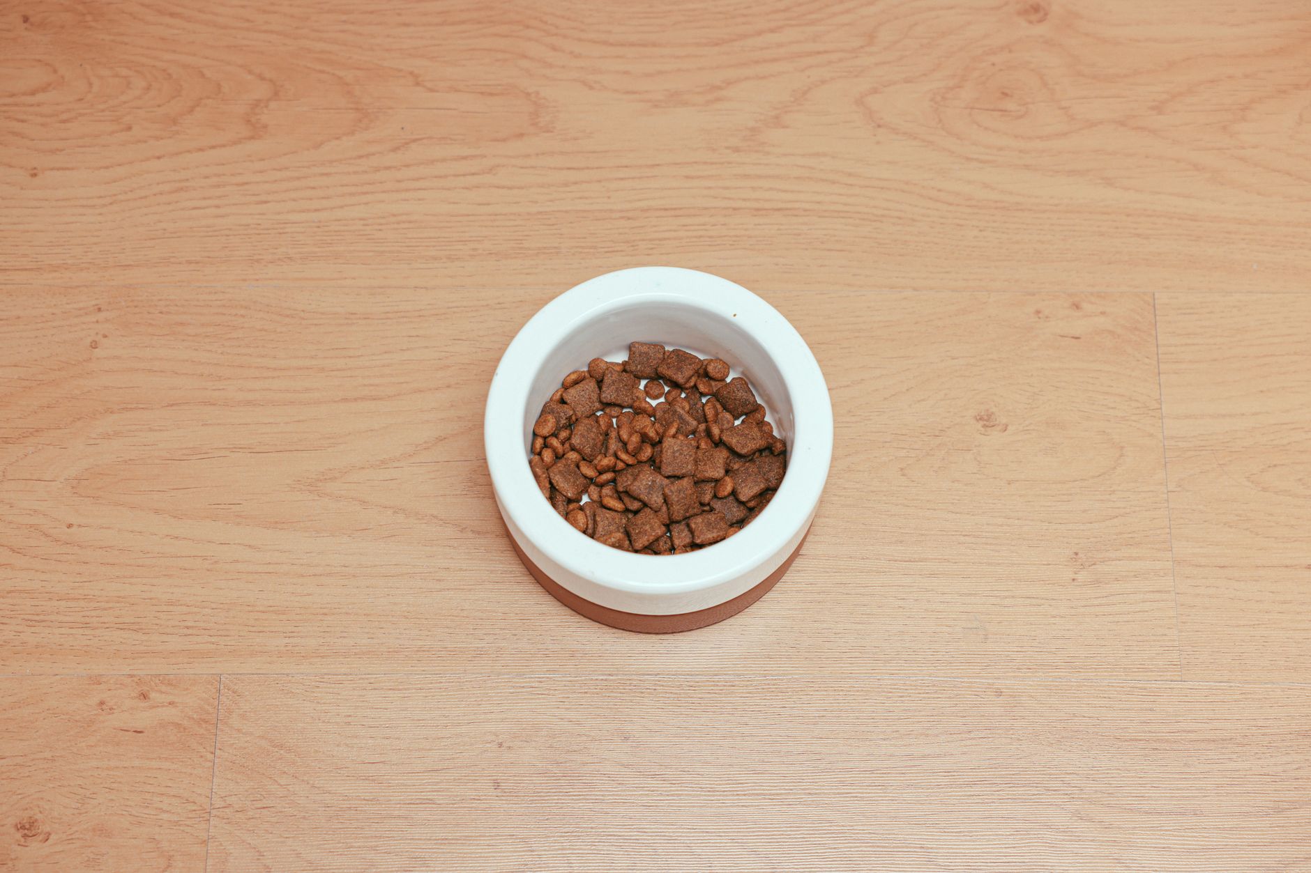 An overhead shot of dog food in a white bowl placed on a wooden floor, offering ample copy space.