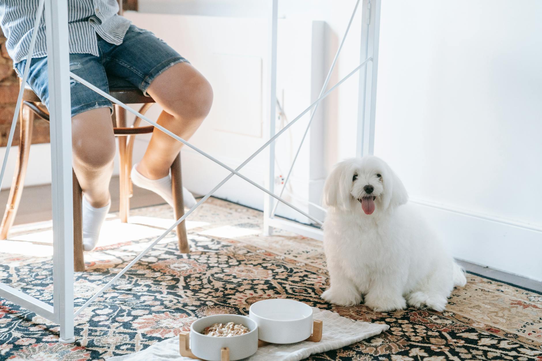 A fluffy white dog sitting indoors next to food bowls on a patterned carpet.