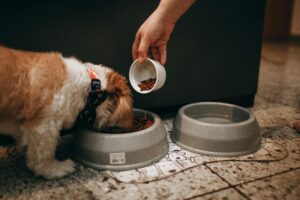 happy healthy dog at home