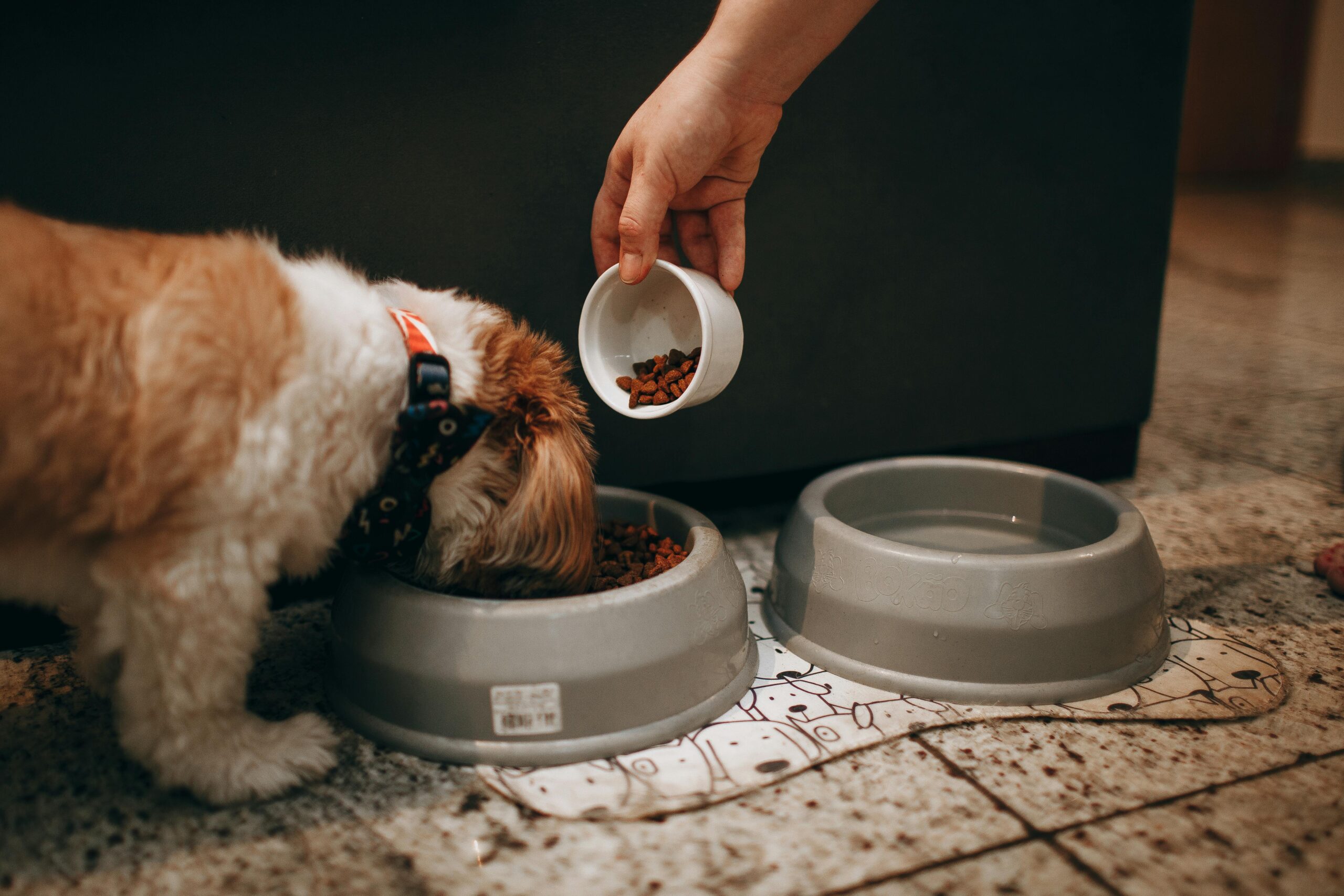 happy healthy dog at home