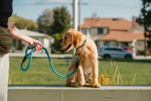 dog training session positive reinforcement