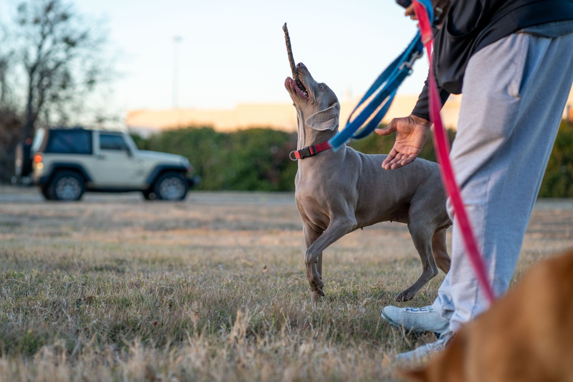 A Weimaraner dog on a leash playing fetch with its owner in a grassy park setting.