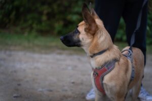 A German Shepherd on a leash enjoying a serene walk in the forests of Latvia.